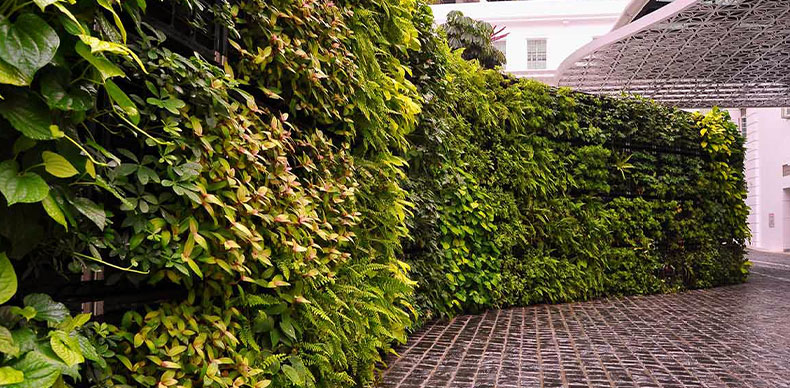 اجرای گرین وال یا دیوار سبز مزایای خیلی زیادی دارد که پیشنهاد می‌کنیم با آنها آشنا شوید تا در فضاهای مورد نظر از آنها استفاده کنید.